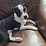 Larry Steve joined the competition — help win amazing prizes! puppy, dog, black_and_white, leather_couch, pet, animal, indoor, laying_down, cute, young_dog, paw, ears, fur, side_eye, resting, canine, looking, relaxed, domestic_animal, cozy