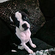 Larry Steve is registered to the contest to win money with this photo: puppy, dog, black_and_white, couch, pillow, head_tilt, pet, indoor, cute, sitting, fur, animal, young, looking_up, cozy, texture, blanket, companion, domestic, curious