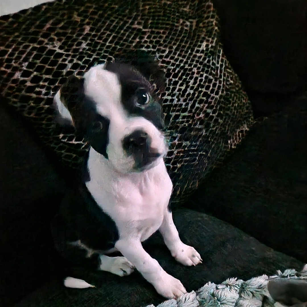 Larry Steve is registered to the contest to win money with this photo: animal, black_and_white, blanket, companion, couch, cozy, curious, cute, dog, domestic, fur, head_tilt, indoor, looking_up, pet, pillow, puppy, sitting, texture, young