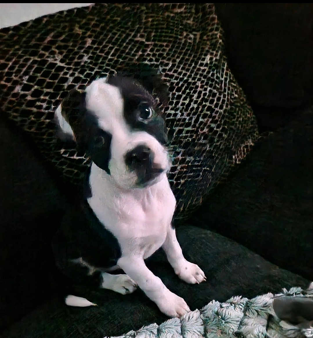 Larry Steve is registered to the contest to win money with this photo: puppy, dog, black_and_white, couch, pillow, head_tilt, pet, indoor, cute, sitting, fur, animal, young, looking_up, cozy, texture, blanket, companion, domestic, curious