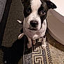 Larry Steve joined the competition — help win amazing prizes! puppy, dog, black_and_white, pet, indoor, carpet, floor, curious, looking_up, ears, animal, young, cute, domestic, mammal, sitting, fur, nose, whiskers, tail