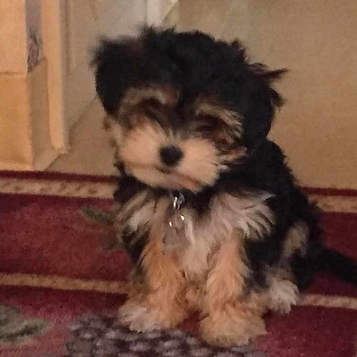 Jax is registered to the contest to win money with this photo: affenpinscher, animal, ball, canine, cockerspaniel, dog, door, football, hound, pet, plant, poodle, pottedplant, puppy, soccer, soccerball, sport, tennis, tennisball, terrier