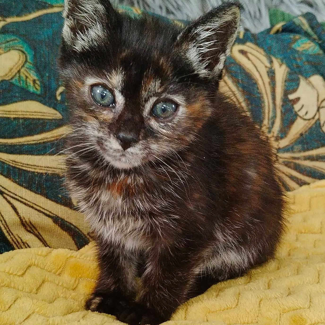 Evita is registered to the contest to win money with this photo: animal, blue_eyes, cat, closeup, cushion, cute, ears, feline, fur, indoor, kitten, pet, portrait, sitting, soft, texture, tortoiseshell, whiskers, yellow_blanket, young