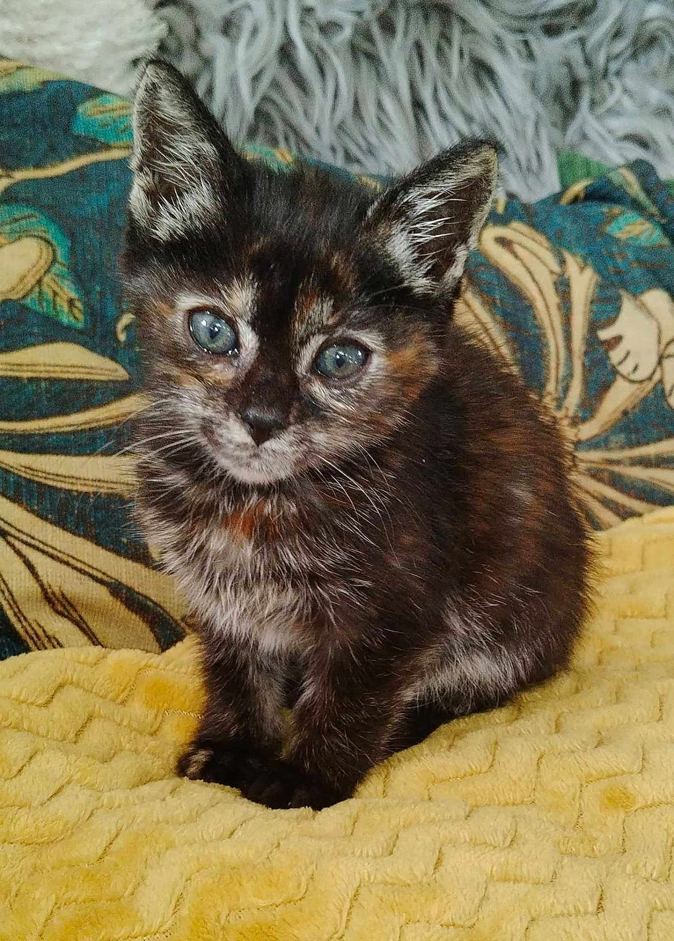 Evita is registered to the contest to win money with this photo: animal, blue_eyes, cat, closeup, cushion, cute, ears, feline, fur, indoor, kitten, pet, portrait, sitting, soft, texture, tortoiseshell, whiskers, yellow_blanket, young