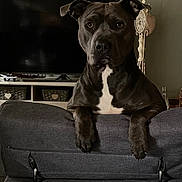 Sylver a rejoint le concours — aidez-le/la à gagner de superbes lots ! dog, pet, indoor, couch, living_room, furniture, gray, white_patch, face, ears, eyes, snout, watching, resting, calm, domestic_animal, mammal, canine, household, relaxed