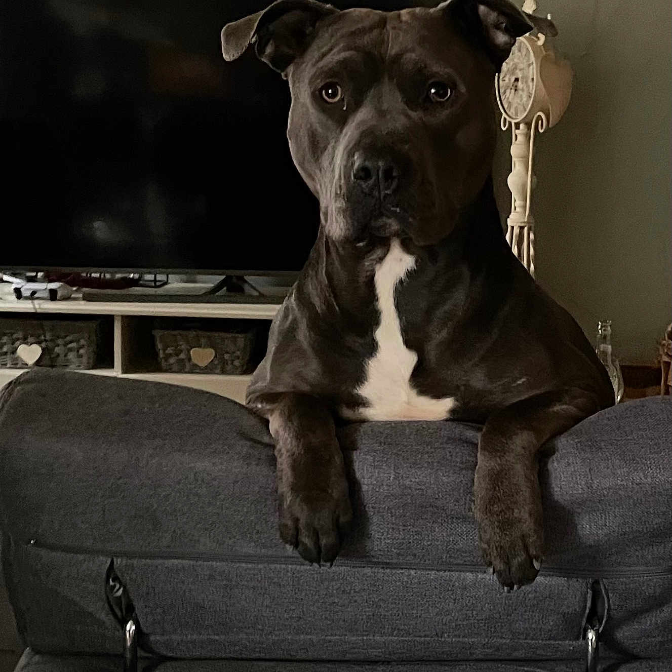 Sylver a rejoint le concours — aidez-le/la à gagner de superbes lots ! calm, canine, couch, dog, domestic_animal, ears, eyes, face, furniture, gray, household, indoor, living_room, mammal, pet, relaxed, resting, snout, watching, white_patch
