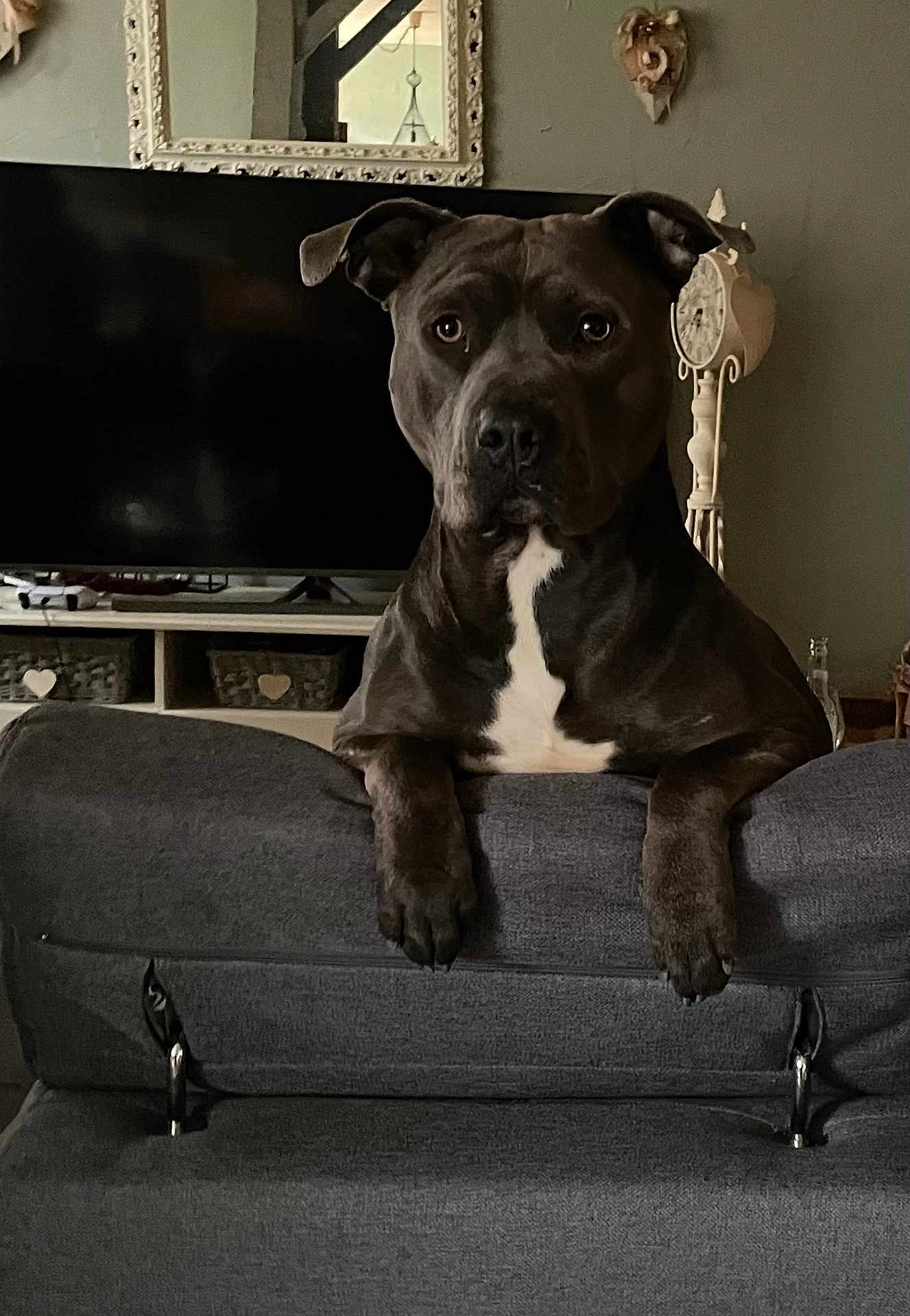 Sylver a rejoint le concours — aidez-le/la à gagner de superbes lots ! dog, pet, indoor, couch, living_room, furniture, gray, white_patch, face, ears, eyes, snout, watching, resting, calm, domestic_animal, mammal, canine, household, relaxed