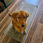 Ellie May is registered to the contest to win money with this photo: dog, golden_retriever, pet, animal, indoor, floor, rug, ears, bow, cute, looking_up, wooden_floor, domestic, mammal, companion, friendly, fur, sitting, portrait, happy