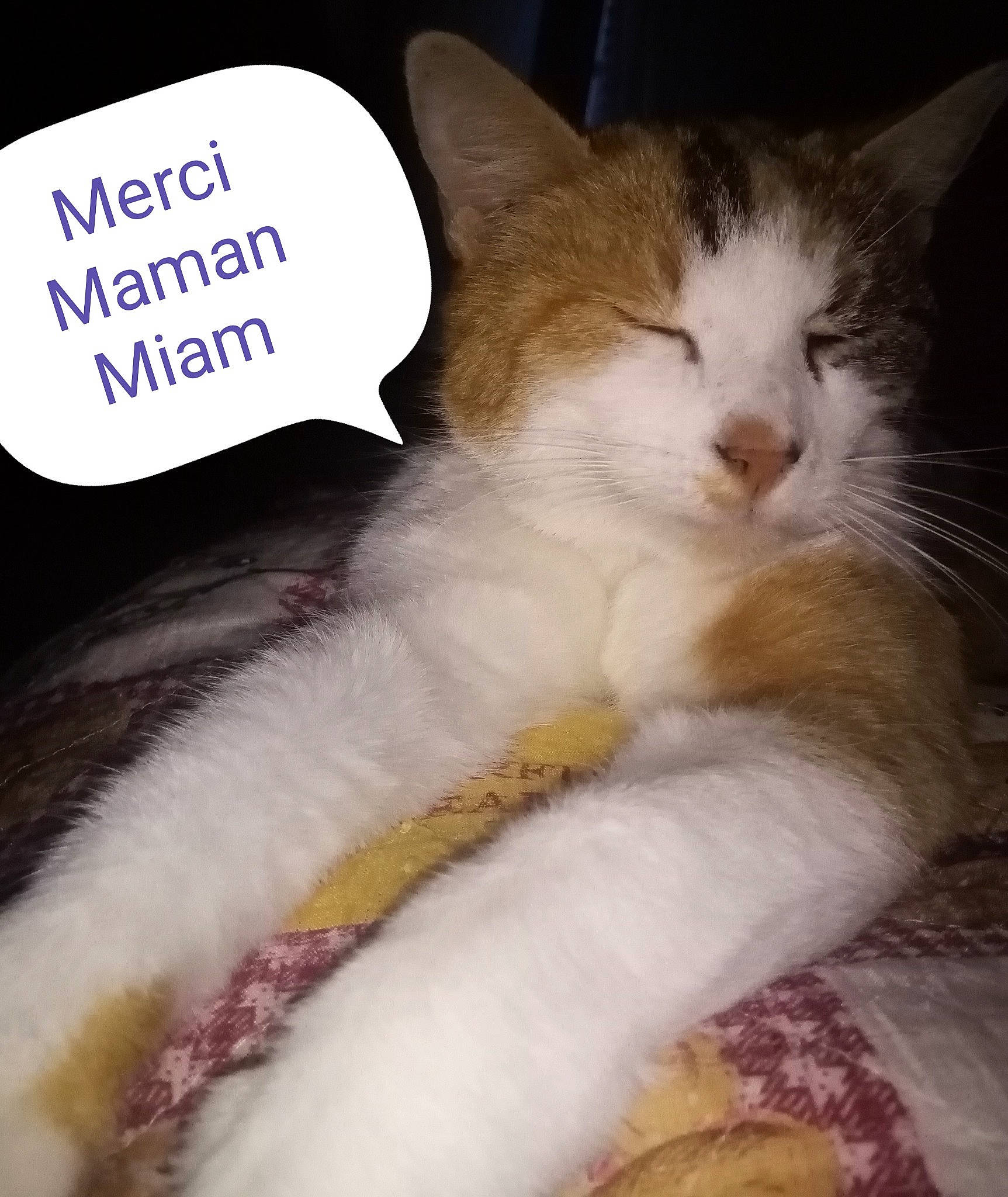 Caline participe au concours pour gagner de l'argent avec cette photo : carnivore, cat, cat_supply, claw, comfort, domestic_short_haired_cat, felidae, font, fur, paw, photo_caption, sitting, small_to_medium_sized_cats, snout, tail, whiskers