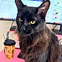 animal, black_cat, cat, closeup, coffee_cup, computer, desk, domestic_cat, feline, fur, home_office, indoor, long_hair, monitor, pet, pink_surface, technology, whiskers, workstation, yellow_eyes