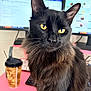animal, black_cat, cat, close_up, coffee_cup, computer_monitors, curious, desk, domestic_cat, feline, indoor, long_hair, looking, office, pet, pink_surface, technology, whiskers, workspace, yellow_eyes