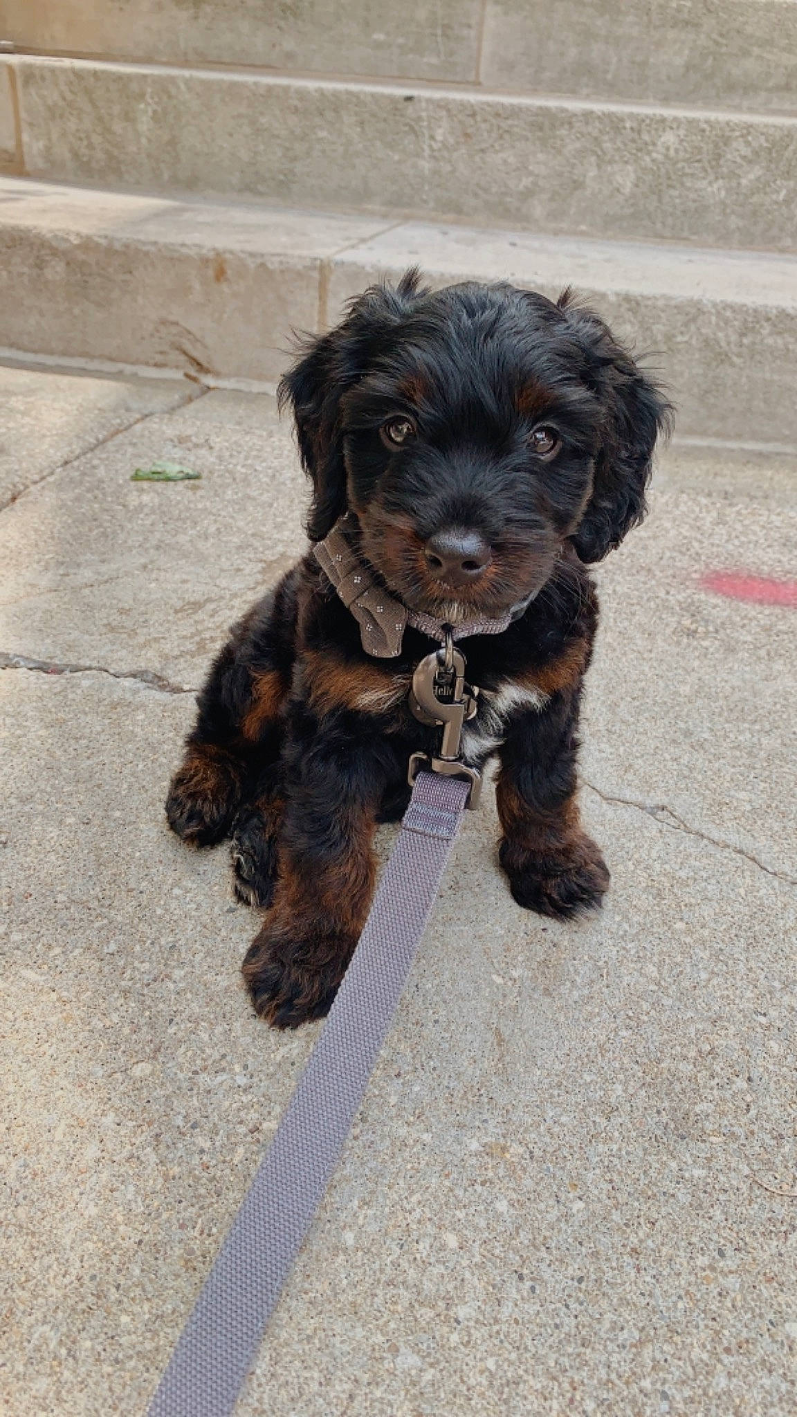 Arlo joined the competition — help win amazing prizes! brown, canidae, carnivore, collar, companion_dog, dog, dog_breed, dog_collar, fur, leash, liver, mammal, puppy, small_terrier, snout, sporting_group, terrier, toy_dog, water_dog, working_animal