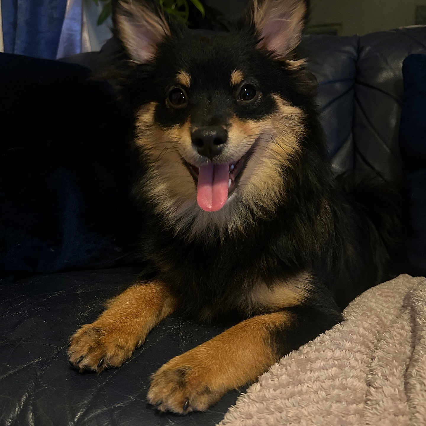 Bruno is registered to the contest to win money with this photo: animal, black_and_tan, blanket, canine, cozy, dog, ears_up, fur, happy, home, indoor, leather_couch, living_room, paws, pet, plant, portrait, relaxed, smiling, tongue_out