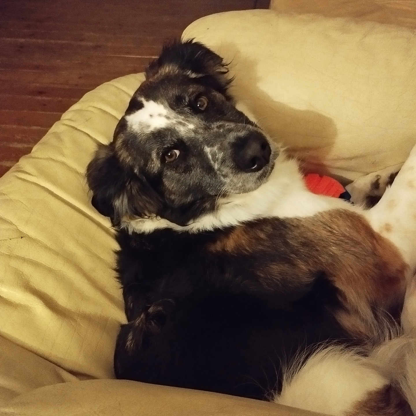 Roxy a rejoint le concours — aidez-le/la à gagner de superbes lots ! animal, architecture, armchair, building, canine, chair, cockerspaniel, couch, cushion, dog, furniture, homedecor, hound, husky, indoors, livingroom, pet, puppy, room, wood