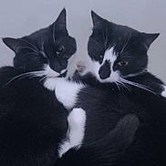 Diamond And Sadie is registered to the contest to win money with this photo: cat, feline, tuxedo_cat, pair, cuddling, snuggling, pet, domestic_animal, whiskers, black_and_white, fur, paws, tail, close_up, portrait, cozy, indoor, sleepy, duo, cat_face