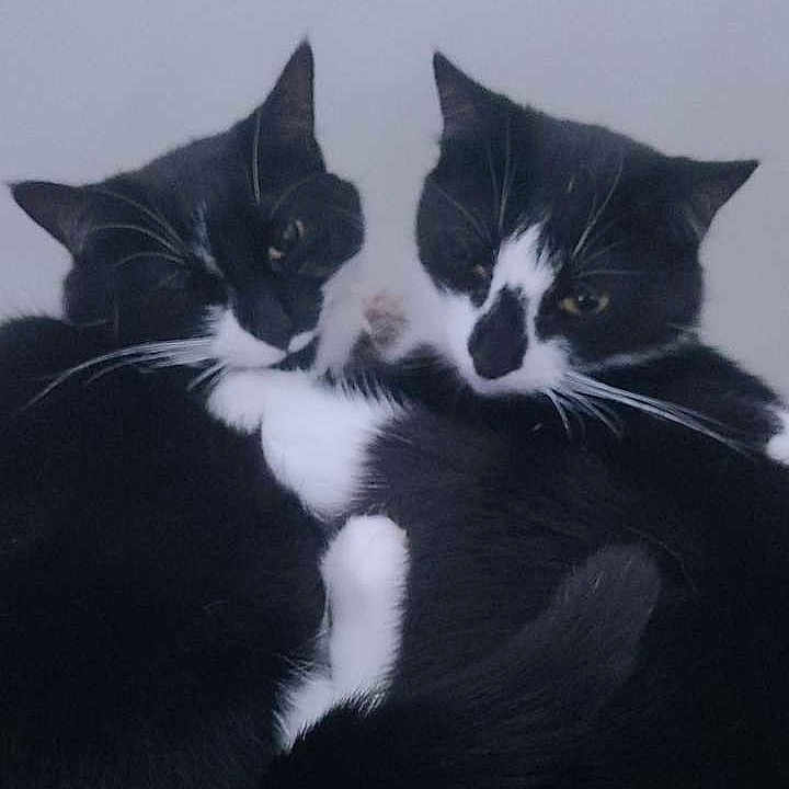 Diamond And Sadie is registered to the contest to win money with this photo: black_and_white, cat, cat_face, close_up, cozy, cuddling, domestic_animal, duo, feline, fur, indoor, pair, paws, pet, portrait, sleepy, snuggling, tail, tuxedo_cat, whiskers
