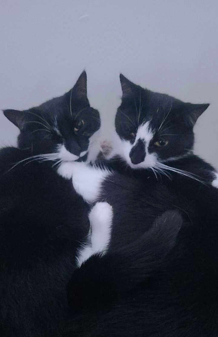 Diamond And Sadie is registered to the contest to win money with this photo: cat, feline, tuxedo_cat, pair, cuddling, snuggling, pet, domestic_animal, whiskers, black_and_white, fur, paws, tail, close_up, portrait, cozy, indoor, sleepy, duo, cat_face