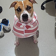 Twoosday joined the competition — help win amazing prizes! dog, pet, indoor, floor, towel, striped, brown, white, sitting, looking_up, shoes, sneakers, chair, tile_floor, cape, animal, canine, ears, paws, snout