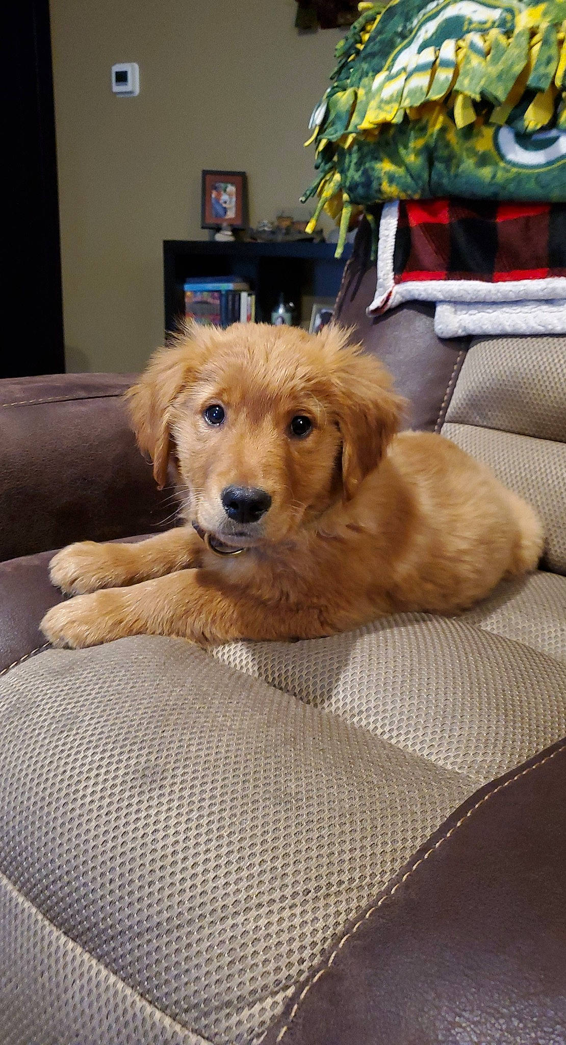 Enzo is registered to the contest to win money with this photo: ball, canidae, carnivore, chair, comfort, companion_dog, couch, dog, dog_breed, fawn, flooring, fur, hardwood, paw, picture_frame, retriever, room, snout, sporting_group, working_animal