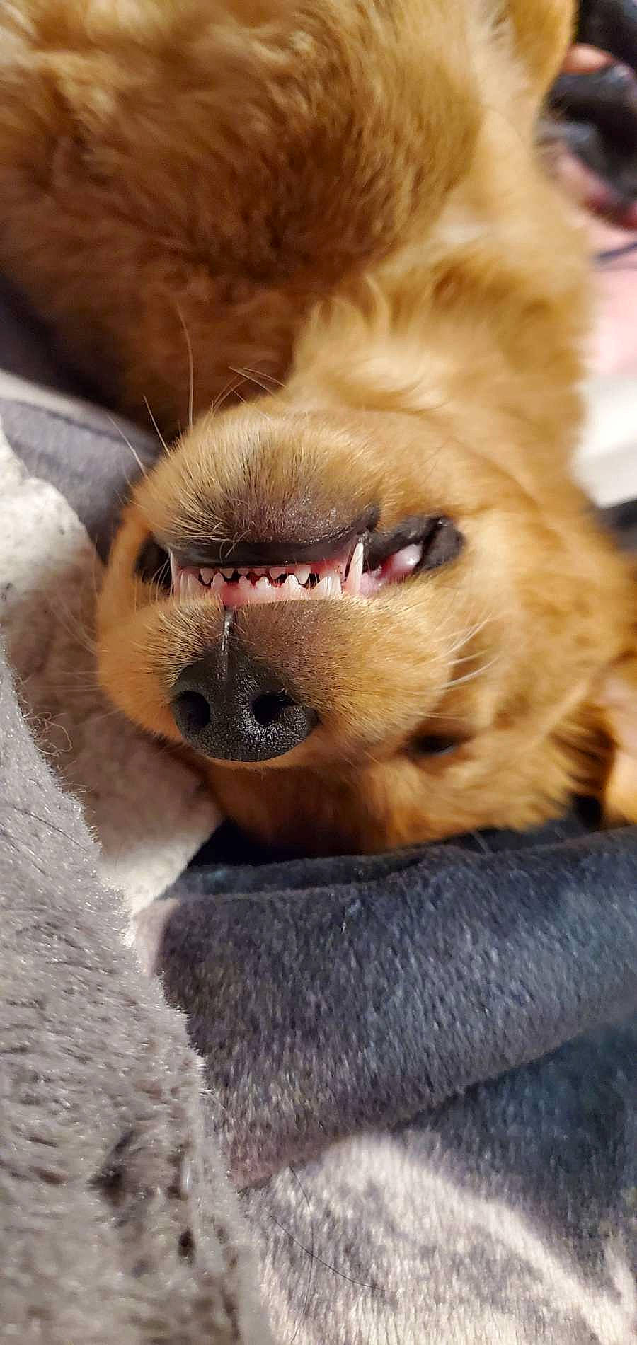 Enzo joined the competition — help win amazing prizes! canidae, carnivore, claw, companion_dog, dog, dog_breed, ear, fawn, fur, liver, paw, smile, snout, sporting_group, terrestrial_animal, tibetan_spaniel, toy_dog, whiskers, working_animal, wrinkle