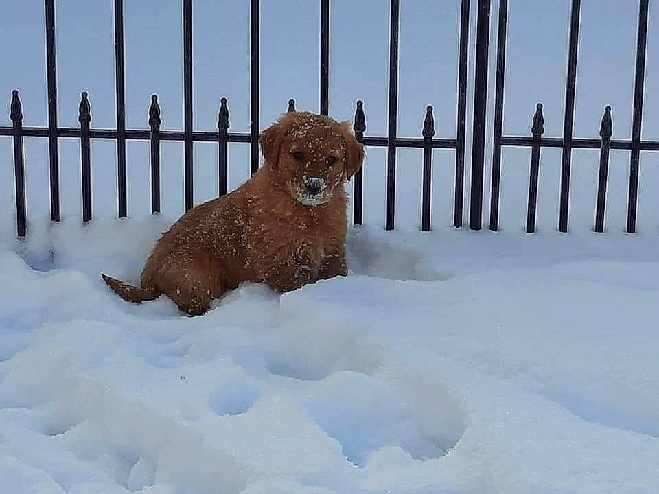 Enzo is registered to the contest to win money with this photo: big_cats, canidae, carnivore, fawn, felidae, fence, freezing, fur, landscape, metal, precipitation, slope, small_to_medium_sized_cats, snow, tail, terrestrial_animal, whiskers, wildlife, winter, wood