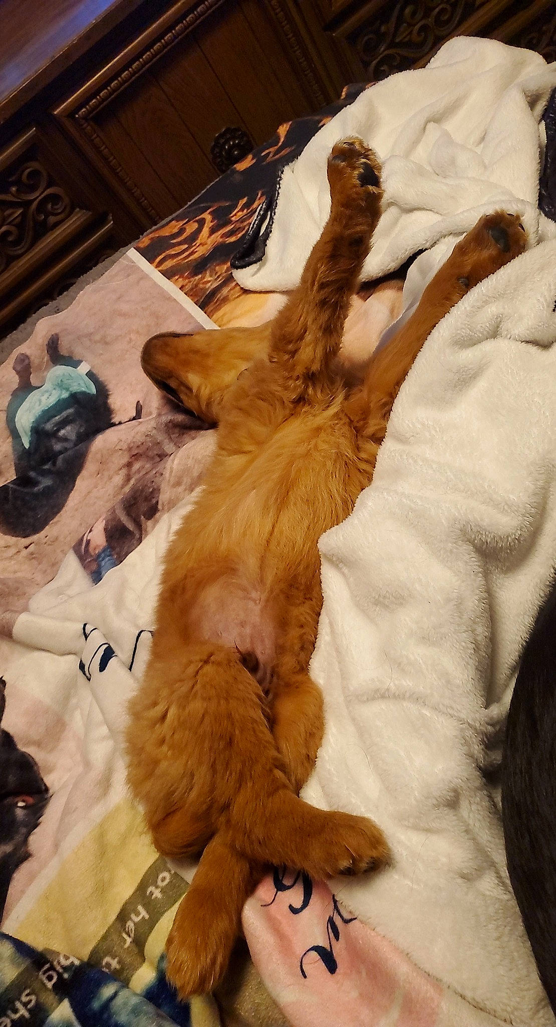 Enzo is registered to the contest to win money with this photo: art, bed, canidae, comfort, companion_dog, dog_breed, fawn, felidae, flooring, fur, fur_clothing, gesture, hide, linens, paw, small_to_medium_sized_cats, sporting_group, tail, textile, wood