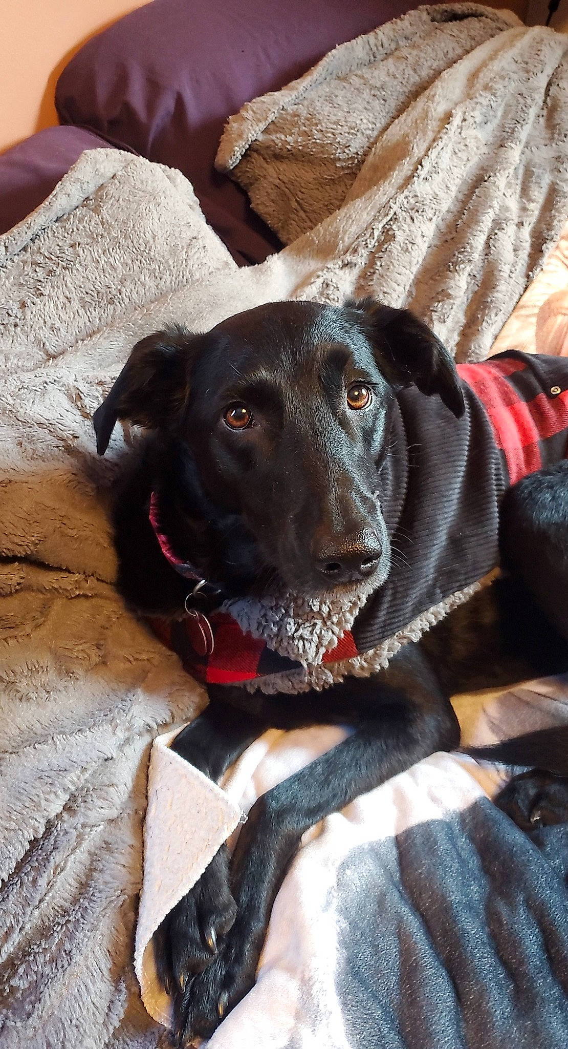 Marley Mae joined the competition — help win amazing prizes! borador, carnivore, collar, comfort, companion_dog, dog, dog_breed, dog_collar, fawn, fur, guard_dog, gun_dog, labrador_retriever, liver, pet_supply, retriever, snout, sporting_group, whiskers, working_animal