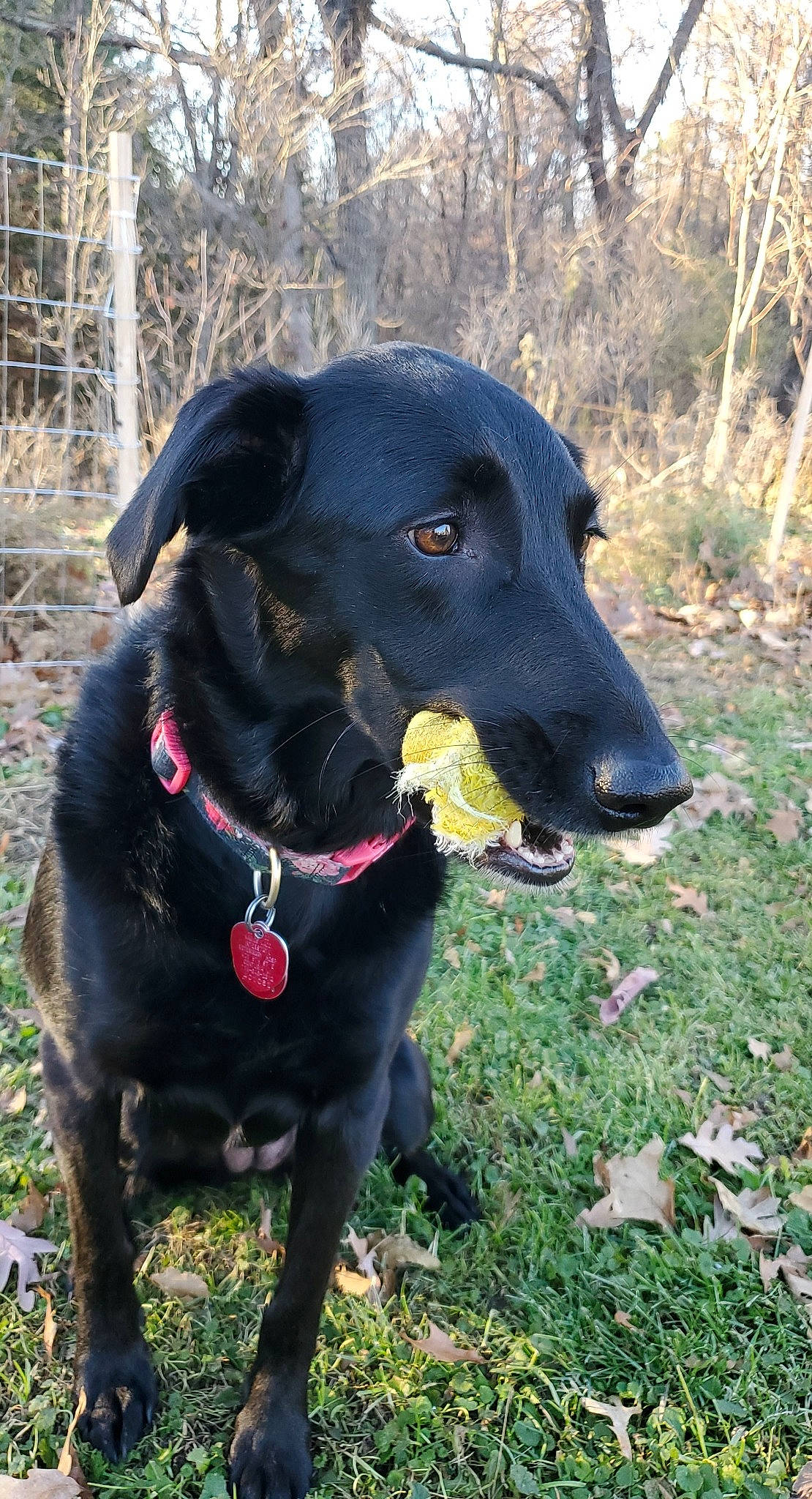 Marley Mae joined the competition — help win amazing prizes! borador, canidae, carnivore, collar, companion_dog, dog, dog_breed, dog_collar, fur, grass, gun_dog, leash, pet_supply, plant, retriever, snout, sporting_group, tree, whiskers, working_animal