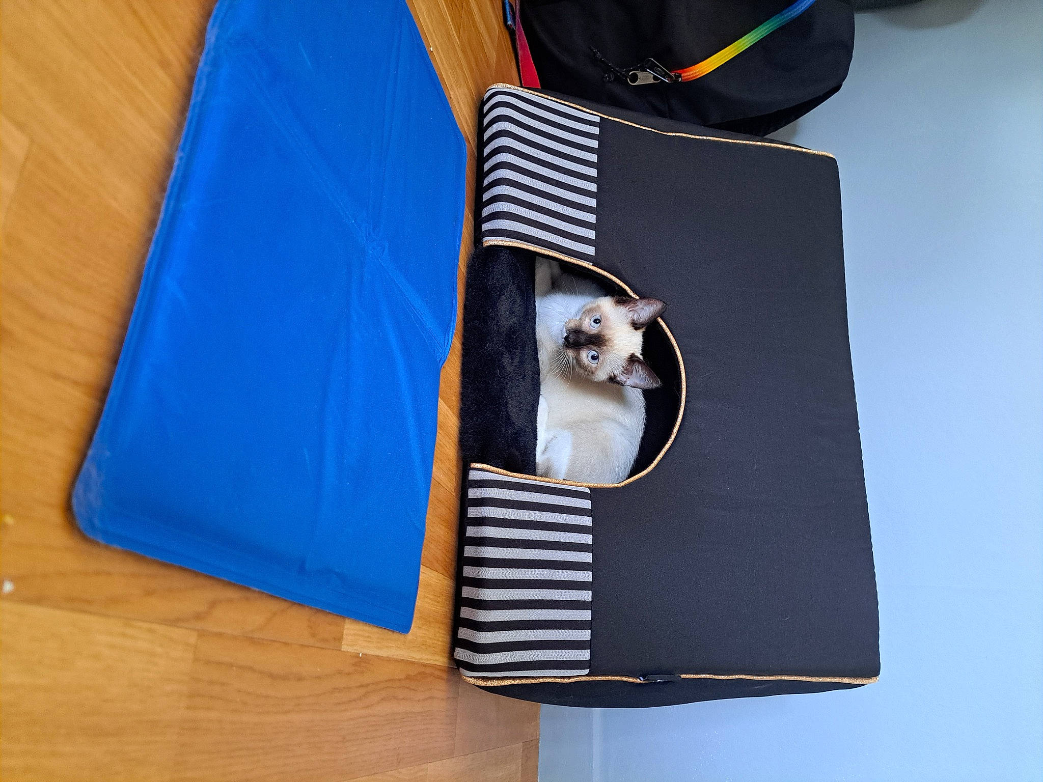 Perle a rejoint le concours — aidez-le/la à gagner de superbes lots ! bag, carnivore, cat, collar, electric_blue, fashion_accessory, felidae, formal_wear, linens, paper, paper_product, pet_supply, rectangle, sleeve, small_to_medium_sized_cats, tie, umbrella, wallet, whiskers, wood