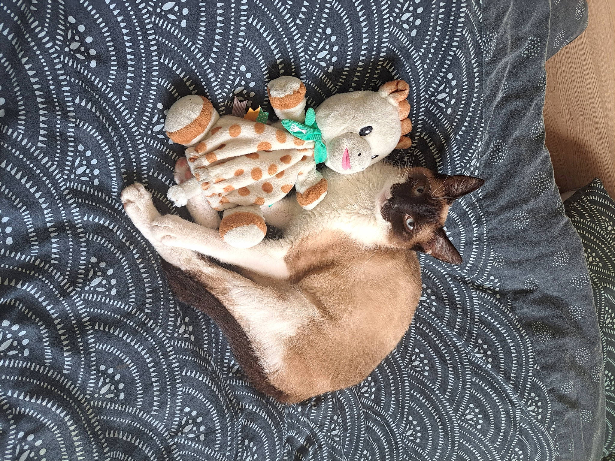 Perle participe au concours pour gagner de l'argent avec cette photo : canidae, carnivore, cat, cat_bed, comfort, companion_dog, dog_breed, domestic_short_haired_cat, fawn, felidae, fur, linens, nap, paw, small_to_medium_sized_cats, sporting_group, tail, toy, toy_dog, whiskers