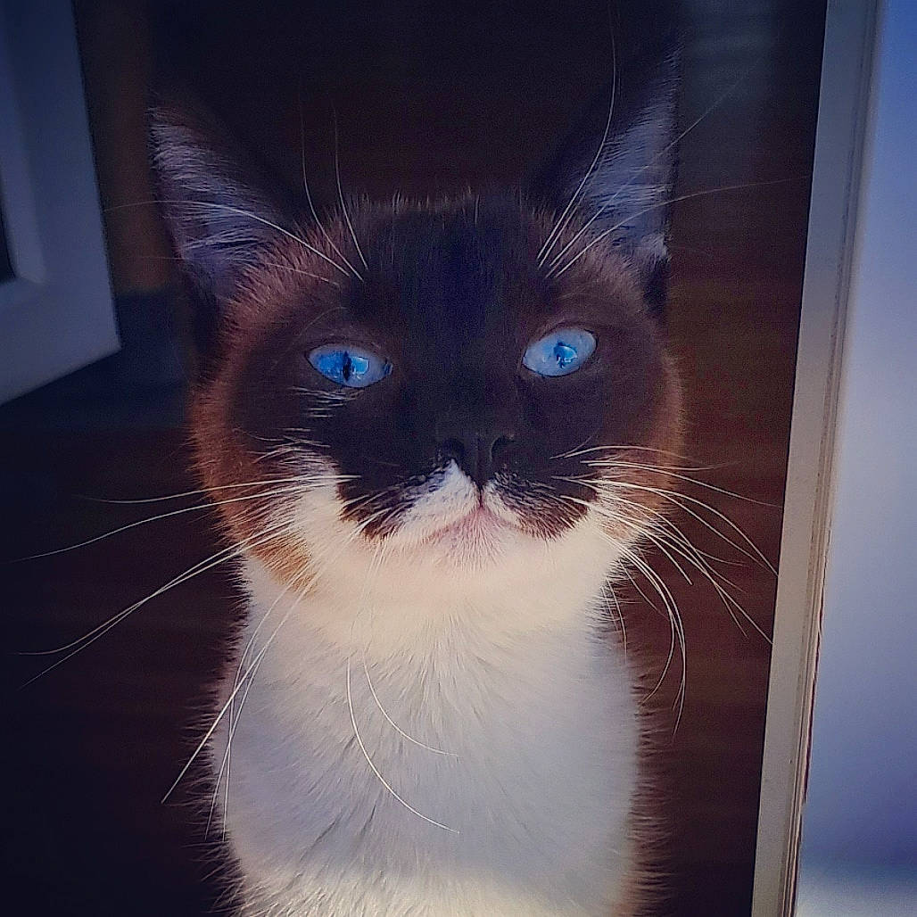 Perle participe au concours pour gagner de l'argent avec cette photo : box, carnivore, cat, domestic_short_haired_cat, electric_blue, eye, felidae, fur, iris, photo_caption, rectangle, small_to_medium_sized_cats, snout, square, symmetry, tail, terrestrial_animal, tints_and_shades, whiskers, window