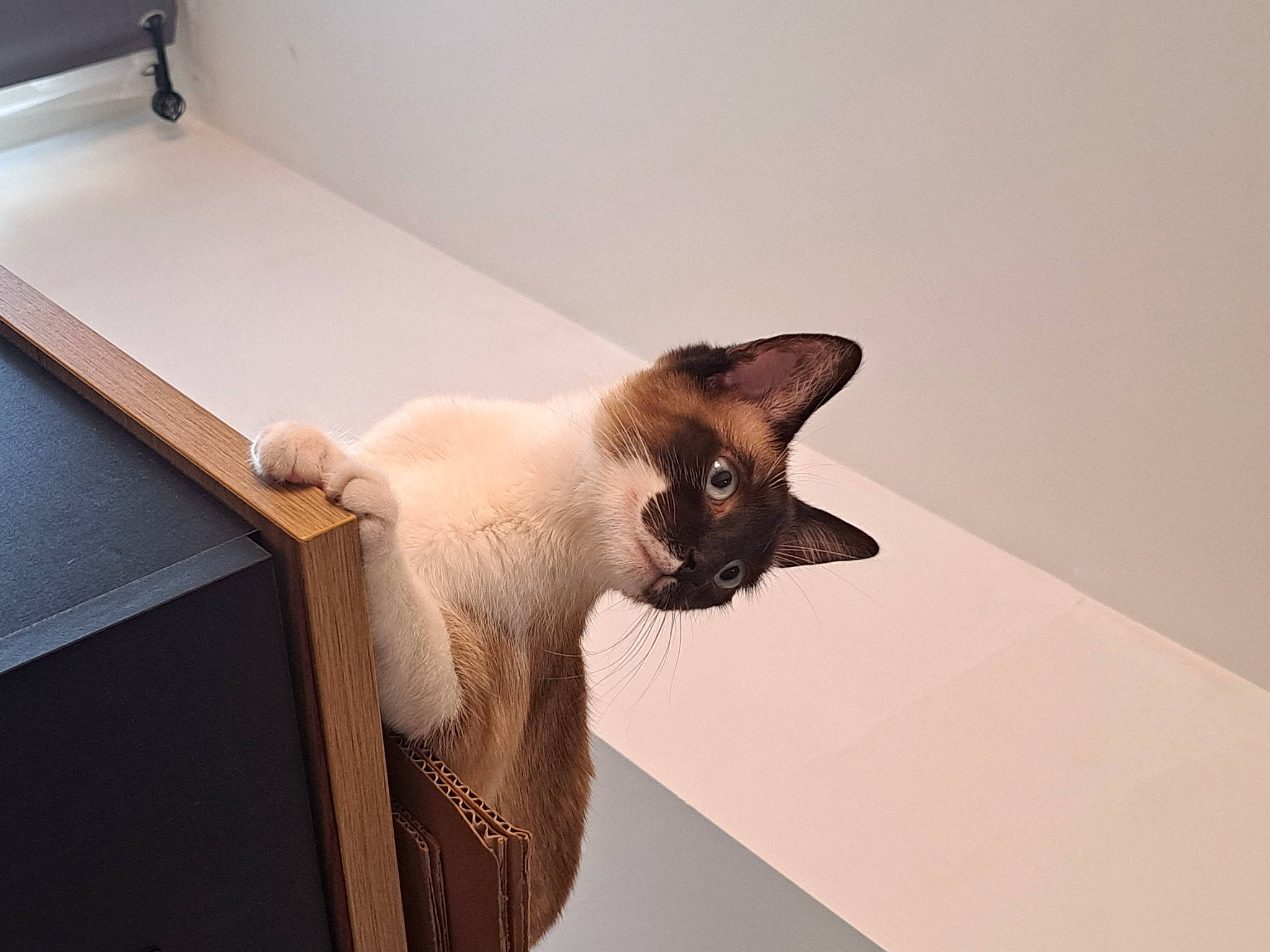 Perle participe au concours pour gagner de l'argent avec cette photo : balinese, birman, box, brown, carnivore, cat, domestic_short_haired_cat, fawn, felidae, fur, paper_product, pet_supply, room, siamese, small_to_medium_sized_cats, snout, tail, thai, tonkinese, whiskers