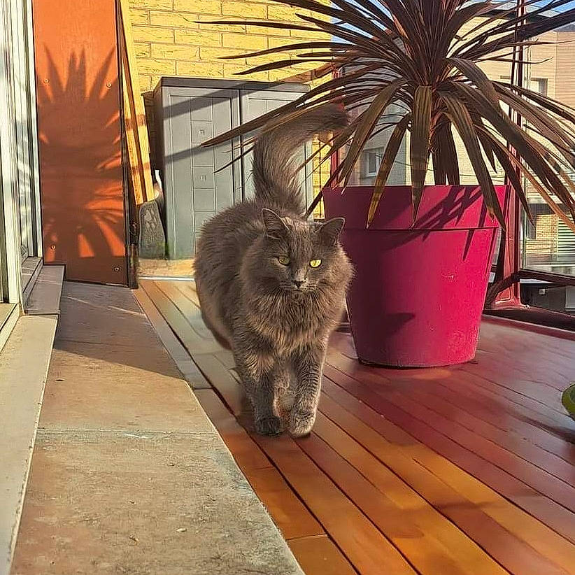 Silver a rejoint le concours — aidez-le/la à gagner de superbes lots ! arecales, carnivore, cat, domestic_short_haired_cat, fawn, felidae, floor, flooring, flowerpot, fur, grey, hardwood, houseplant, plant, road_surface, small_to_medium_sized_cats, tail, tints_and_shades, whiskers, wood