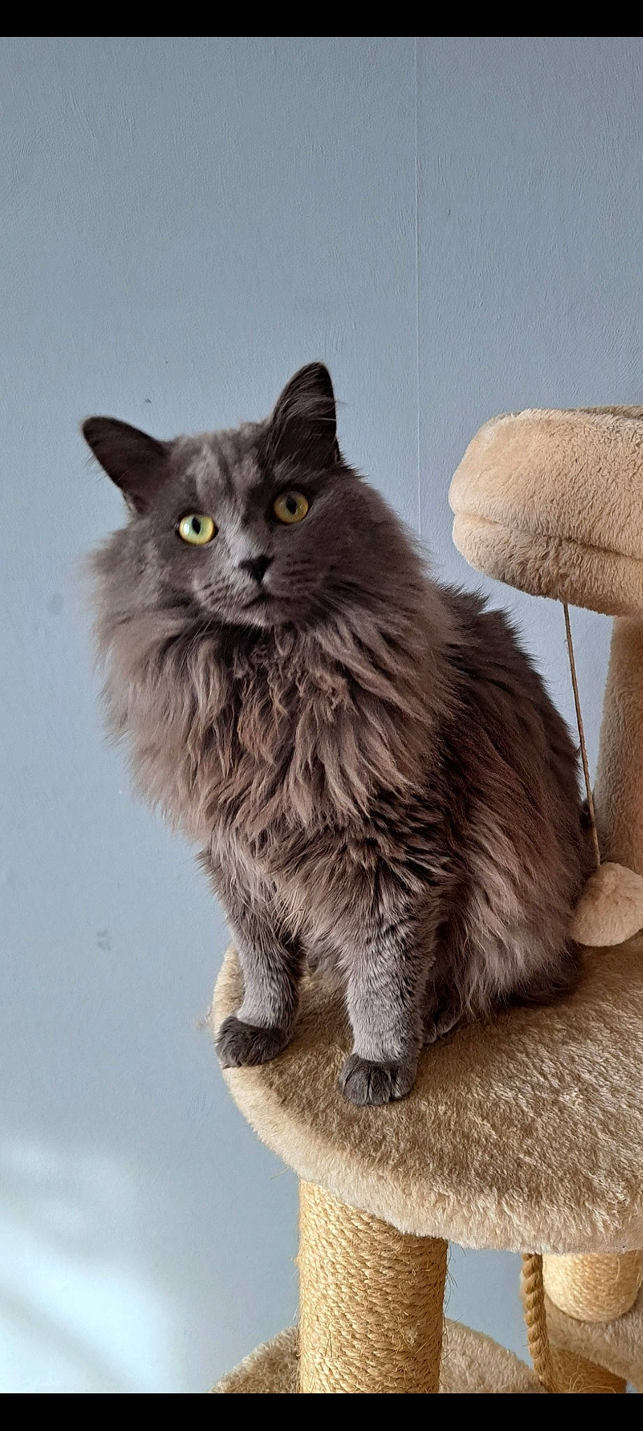 Silver participe au concours pour gagner de l'argent avec cette photo : british_longhair, carnivore, cat, domestic_short_haired_cat, eye, felidae, fur, grey, small_to_medium_sized_cats, snout, tail, terrestrial_animal, whiskers, window