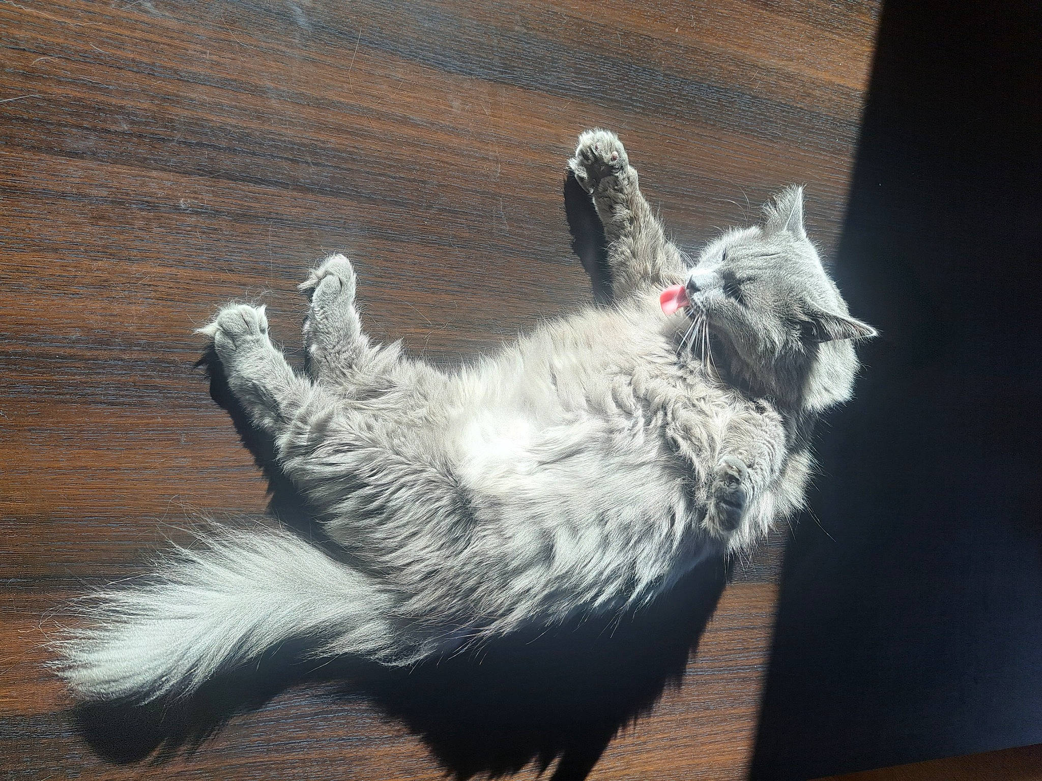 Silver a rejoint le concours — aidez-le/la à gagner de superbes lots ! art, carnivore, cat, cat_toy, claw, domestic_short_haired_cat, felidae, fur, hardwood, paw, small_to_medium_sized_cats, snout, tail, toy, whiskers, wood