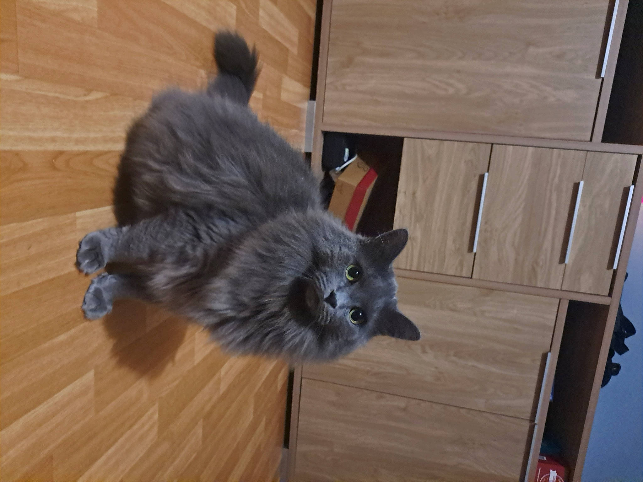 Silver participe au concours pour gagner de l'argent avec cette photo : black_cat, box, british_longhair, carnivore, cat, domestic_short_haired_cat, fawn, felidae, flooring, fur, hardwood, laminate_flooring, small_to_medium_sized_cats, snout, tail, varnish, whiskers, wood, wood_flooring, wood_stain