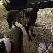 Bluey is registered to the contest to win money with this photo: dog, puppy, pet, carpet, rug, sneaker, shoe, controller, game_controller, ottoman, living_room, furniture, basket, plant, fireplace, toy, ear, curious, indoor, stare