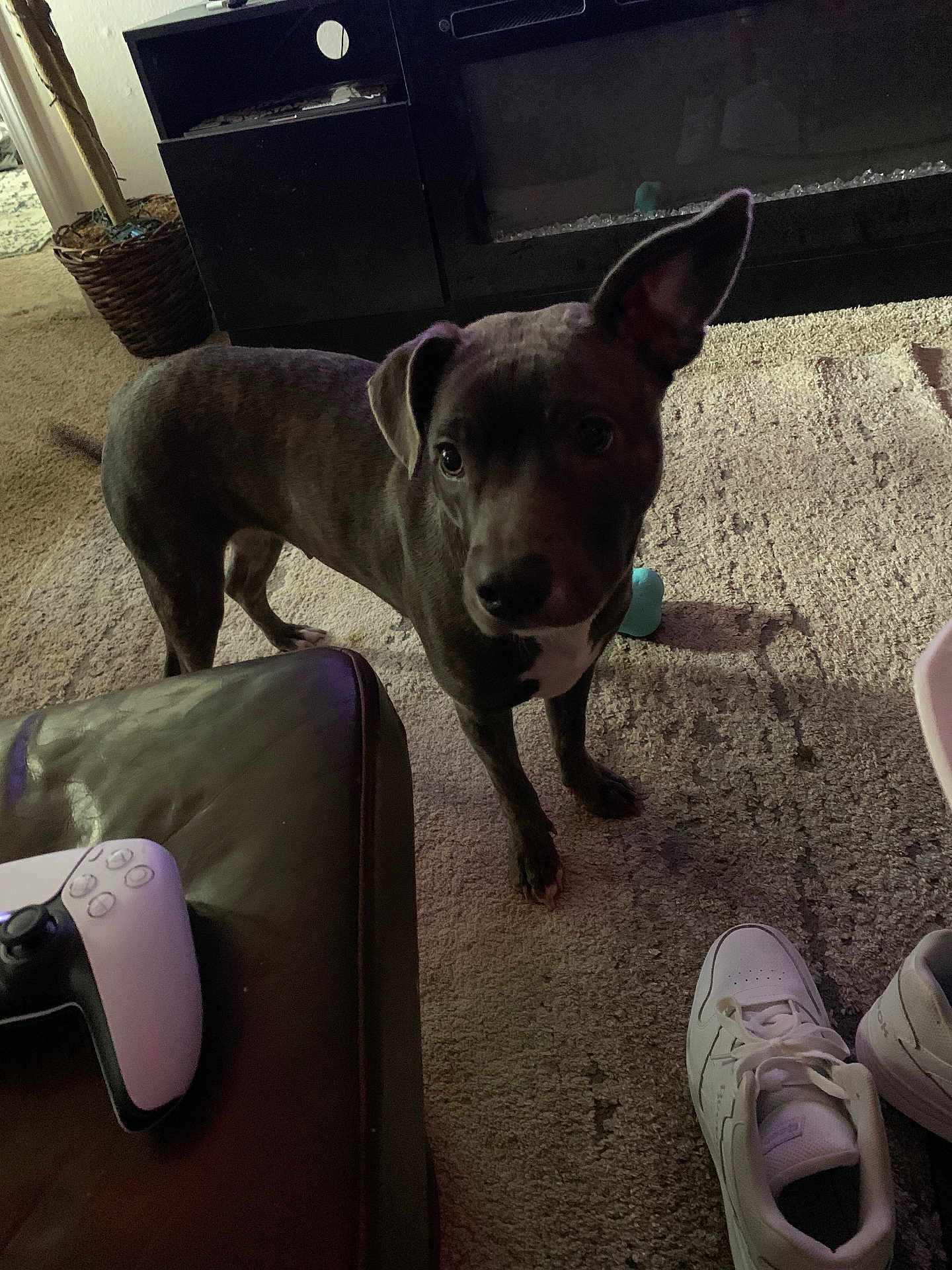 Bluey is registered to the contest to win money with this photo: dog, puppy, pet, carpet, rug, sneaker, shoe, controller, game_controller, ottoman, living_room, furniture, basket, plant, fireplace, toy, ear, curious, indoor, stare