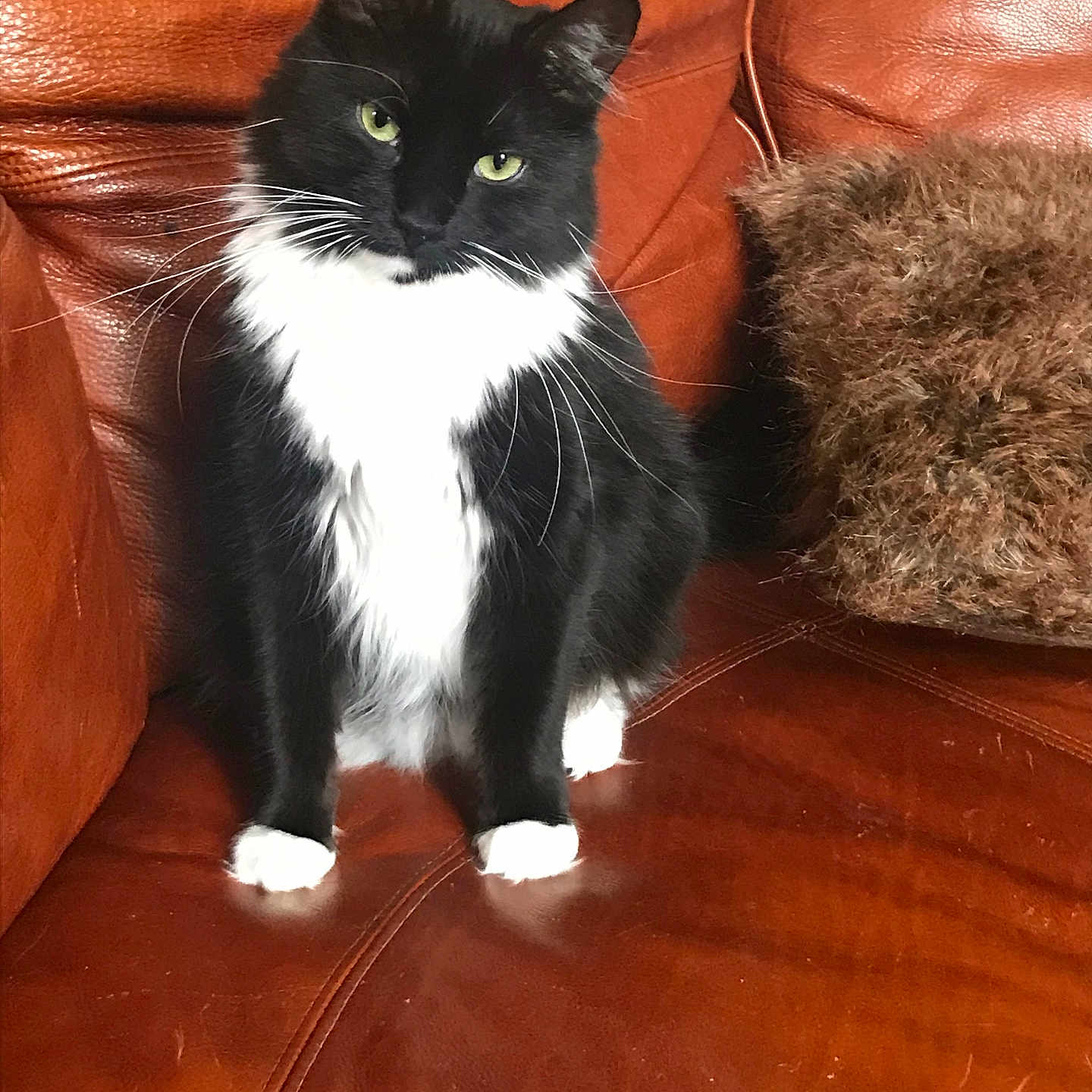 Coco joined the competition — help win amazing prizes! animal, black_and_white, brown, cat, cozy, cushion, domestic_animal, feline, fluffy_fur, furniture, furry, green_eyes, indoor, leather_couch, paws, pet, portrait, relaxed, sitting, whiskers