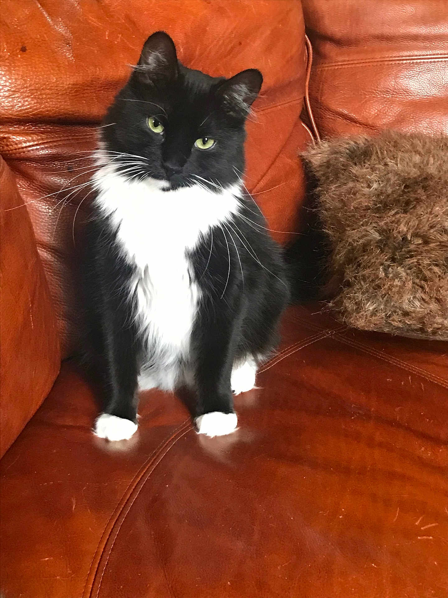 Coco joined the competition — help win amazing prizes! cat, black_and_white, sitting, leather_couch, green_eyes, fluffy_fur, indoor, pet, feline, whiskers, paws, furniture, cozy, brown, cushion, relaxed, portrait, domestic_animal, furry, animal