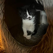 Stash joined the competition — help win amazing prizes! animal, black_and_white, cat, cat_cave, cozy, curious, cute, feline, fur, furry, indoor, kitten, paws, pet, resting_place, small, soft, warm_lighting, whiskers, young