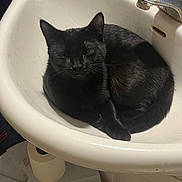 Raven is registered to the contest to win money with this photo: black_cat, cat, sink, bathroom, faucet, pet, animal, curled_up, domestic_cat, sleepy, cozy, indoor, toilet_paper, household, whiskers, fur, resting, quiet, cleaning_tool, white_sink