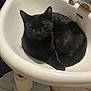 black_cat, cat, sink, bathroom, faucet, pet, animal, curled_up, domestic_cat, sleepy, cozy, indoor, toilet_paper, household, whiskers, fur, resting, quiet, cleaning_tool, white_sink