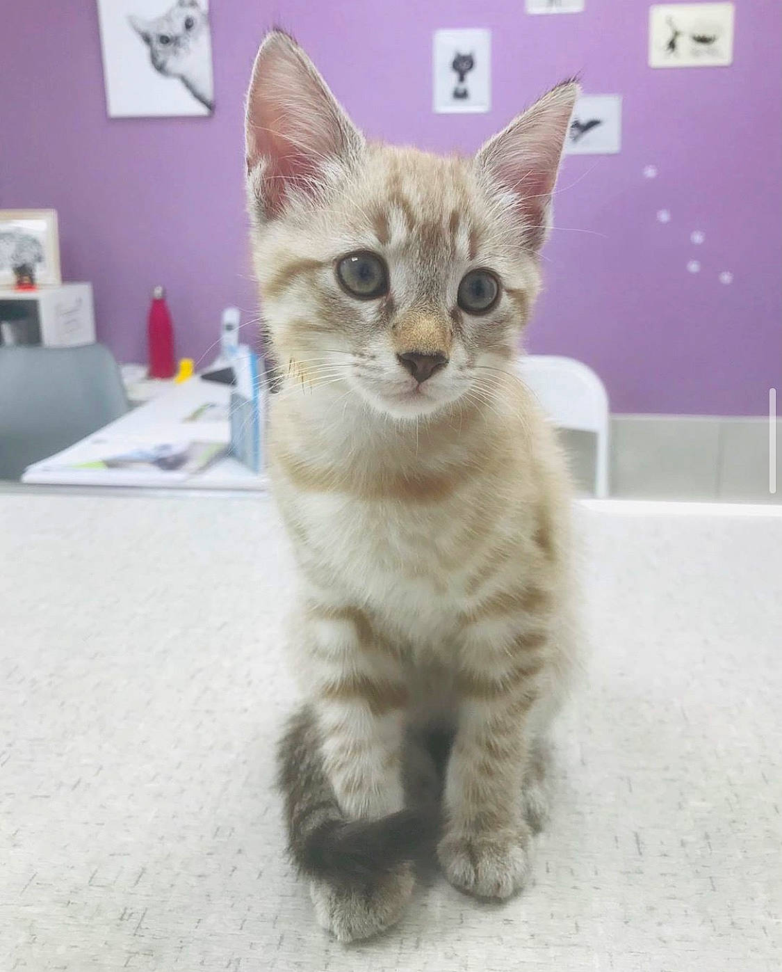 Sosa participe au concours pour gagner de l'argent avec cette photo : carnivore, cat, claw, domestic_short_haired_cat, fawn, felidae, fur, paw, pet_supply, small_to_medium_sized_cats, snout, tail, terrestrial_animal, whiskers, wildlife