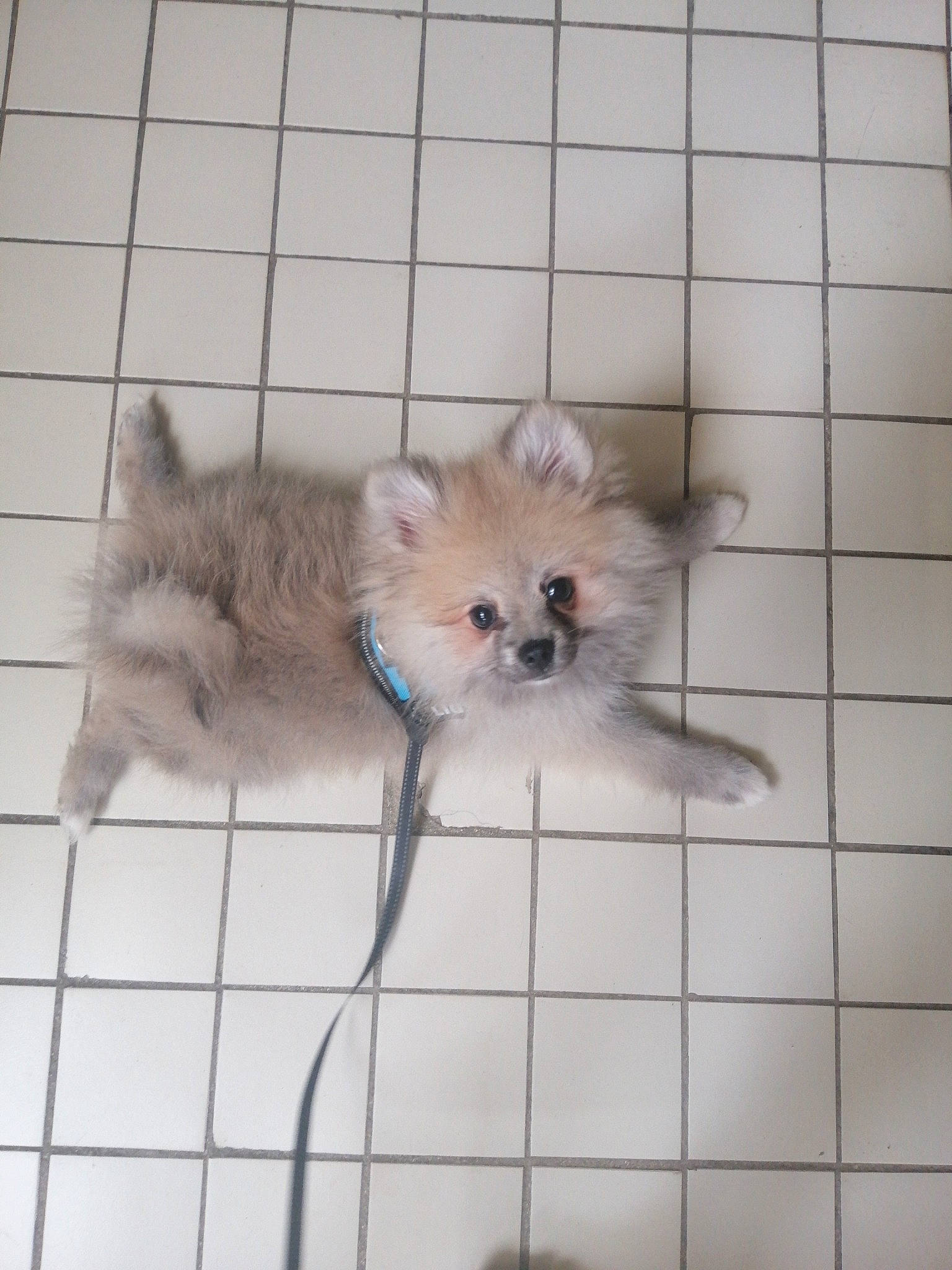 Kooky a rejoint le concours — aidez-le/la à gagner de superbes lots ! canidae, carnivore, companion_dog, dog, dog_breed, fawn, german_spitz, german_spitz_klein, german_spitz_mittel, mammal, non_sporting_group, pomeranian, puppy, spitz, toy_dog, vertebrate, volpino_italiano, whiskers