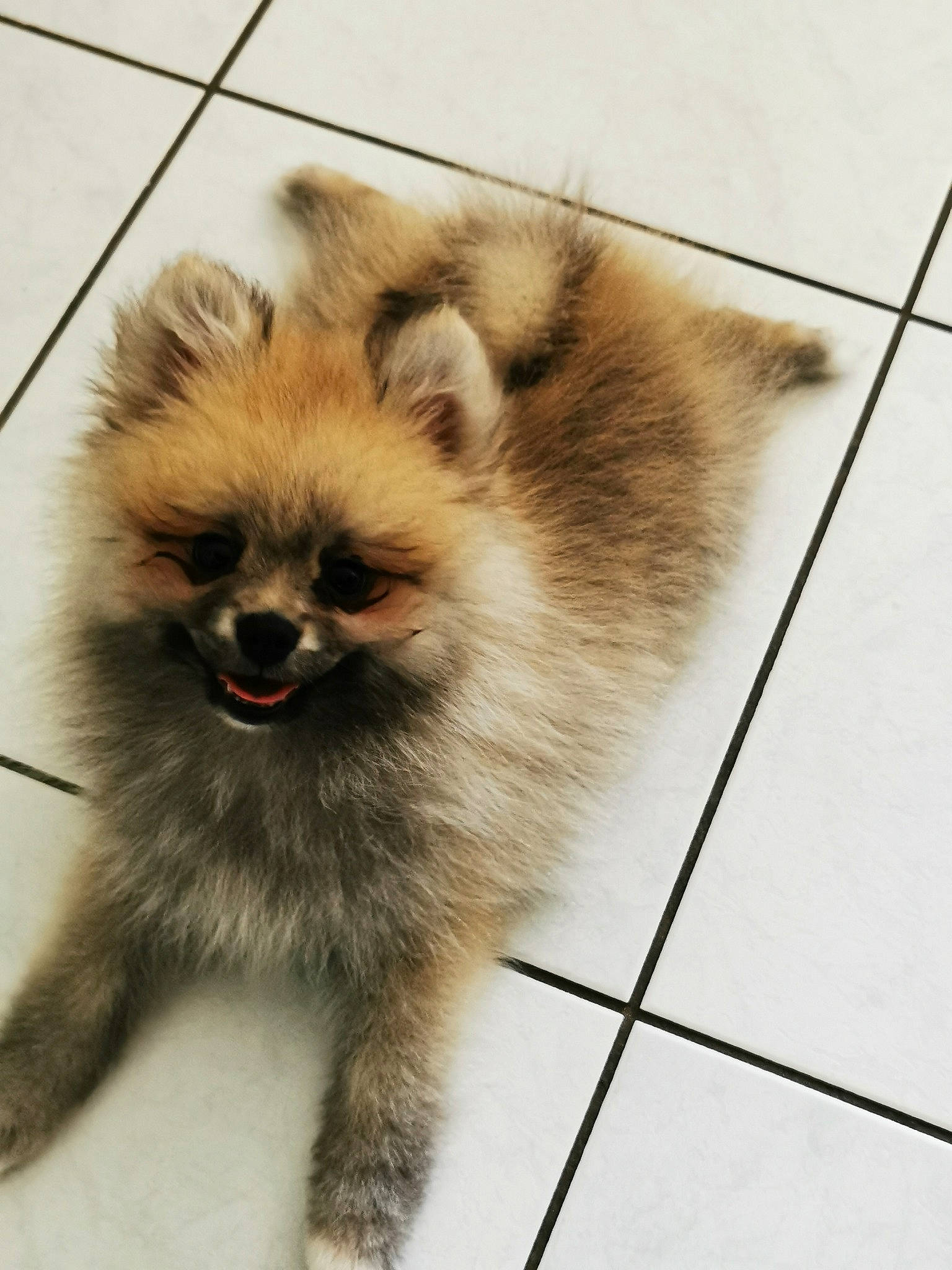 Kooky a rejoint le concours — aidez-le/la à gagner de superbes lots ! ancient_dog_breeds, canidae, carnivore, companion_dog, dog, dog_breed, fawn, fur, german_spitz, german_spitz_klein, german_spitz_mittel, mammal, non_sporting_group, pomeranian, puppy, snout, spitz, toy_dog, vertebrate