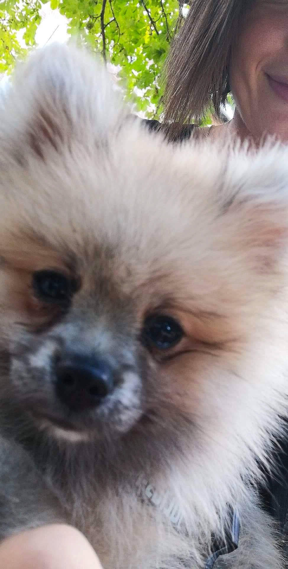 Kooky a rejoint le concours — aidez-le/la à gagner de superbes lots ! canidae, carnivore, companion_dog, dog, dog_breed, german_spitz, german_spitz_klein, german_spitz_mittel, mammal, non_sporting_group, pomeranian, puppy, rare_breed_dog, skin, snout, spitz, toy_dog, vertebrate, volpino_italiano, whiskers