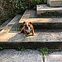 Aladin a rejoint le concours — aidez-le/la à gagner de superbes lots ! animal, brown, bulldog, cute, dog, ears, face, front_paws, grass, looking, outdoor, pet, plants, puppy, shadow, stairs, stone, sunlight, white, young