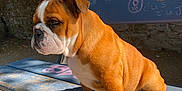 Aladin participe au concours pour gagner de l'argent avec cette photo : animal, bench, brown, bulldog, cute, dog, fence, fur, graffiti, outdoor, park, pet, portrait, puppy, shadow, side_view, stone_wall, sunlight, white, young