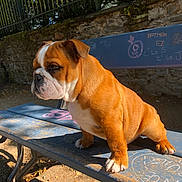 Aladin participe au concours pour gagner de l'argent avec cette photo : animal, bench, brown, bulldog, cute, dog, fence, fur, graffiti, outdoor, park, pet, portrait, puppy, shadow, side_view, stone_wall, sunlight, white, young